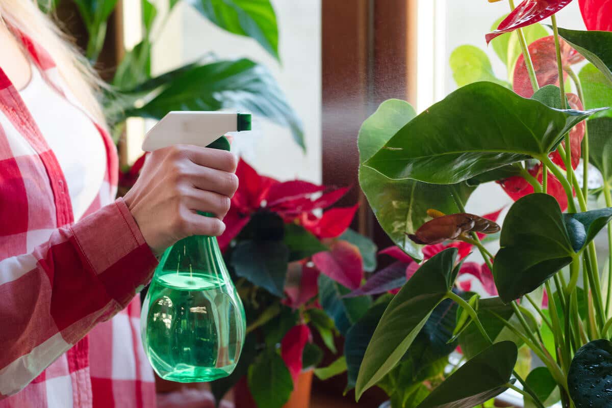 Spruzzare per innaffiare le piante d'appartamento.