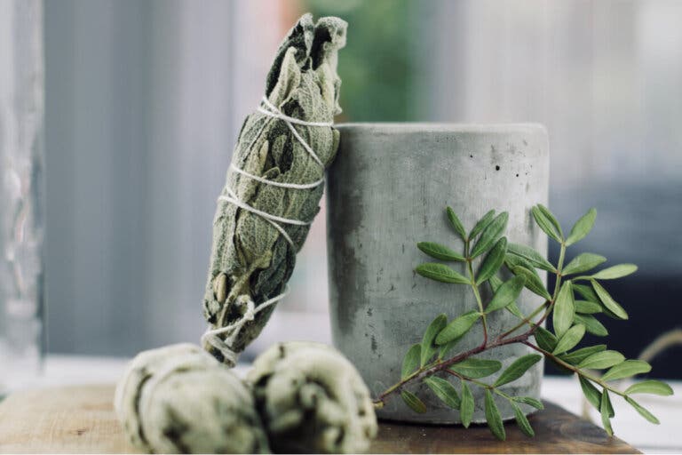 Aprende a purificar tu casa con la planta de salvia