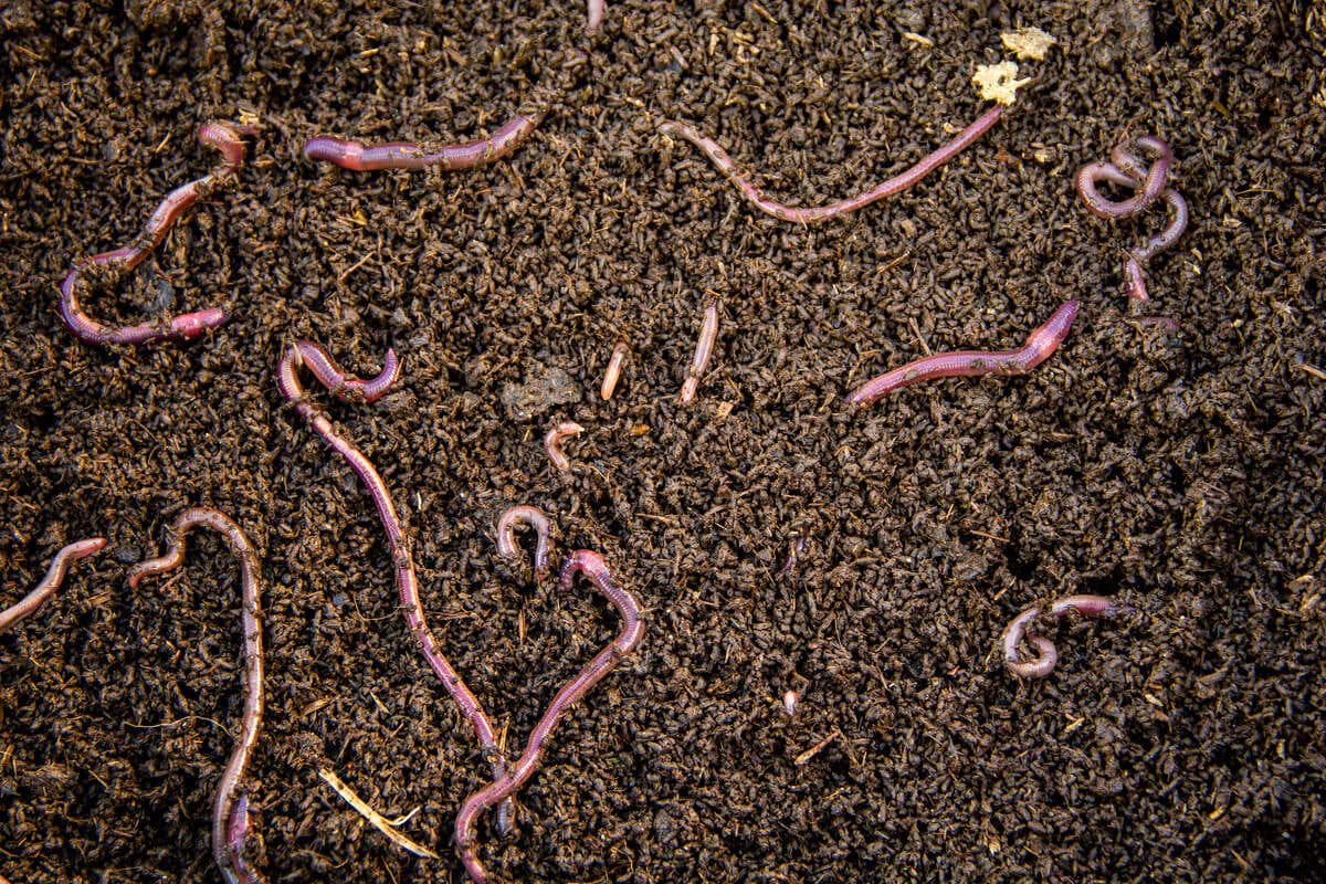 Kaffeesatz - Würmer im Boden