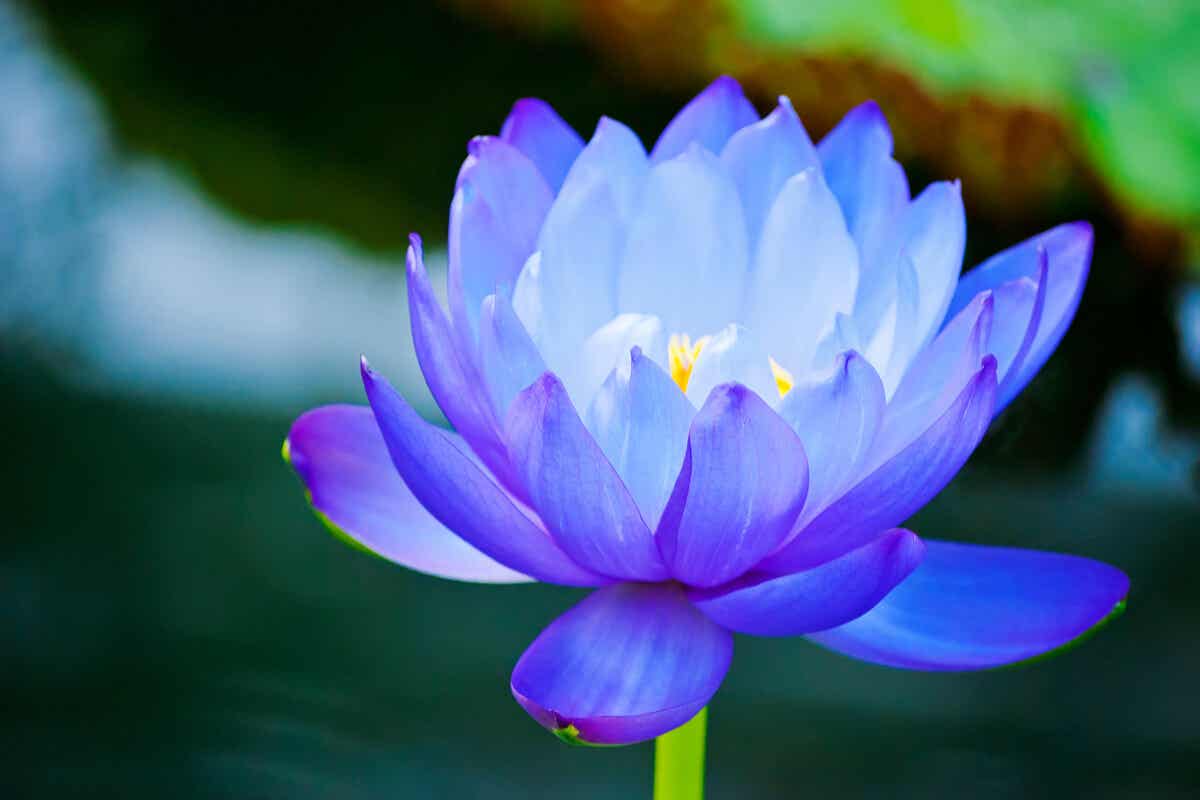 Flor del loto azul.