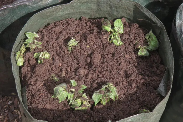 Cómo sembrar papa en casa