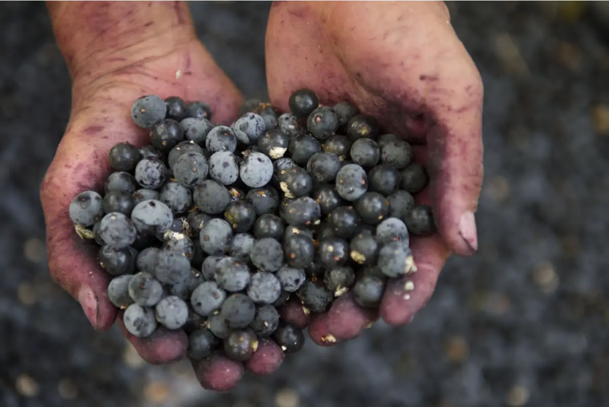 Cultivo de bayas de acaí en Brasil.