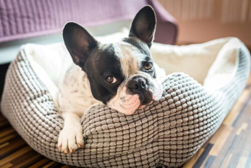 5 ideas para hacer la casa de tu mascota