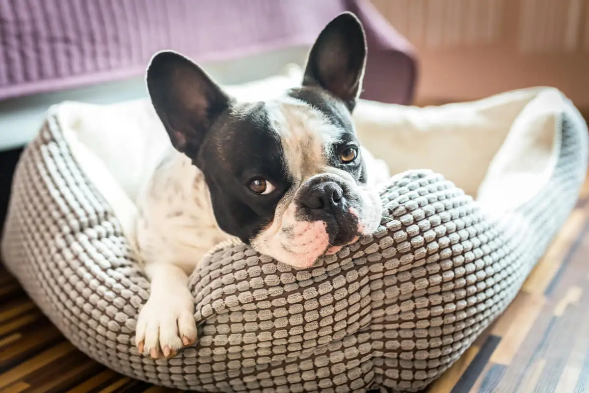 Espaço para o cão em casa.