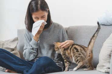 Alergia a los gatos y perros: ¿qué la causa?