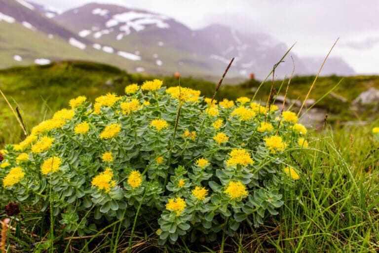 Rhodiola rosea: usos, beneficios y contraindicaciones