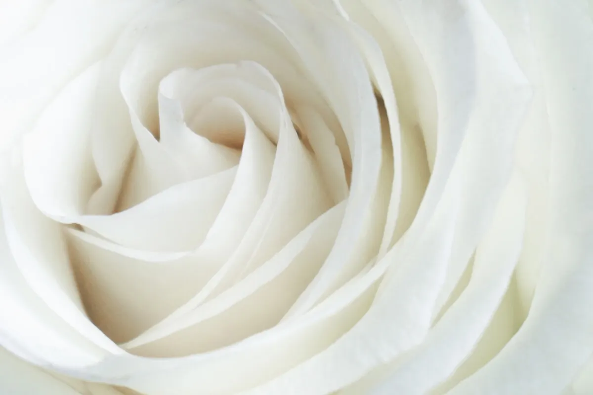 Rosas blancas.