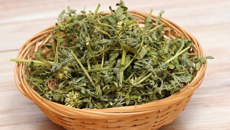 Tribulus terrestris: beneficios y precauciones