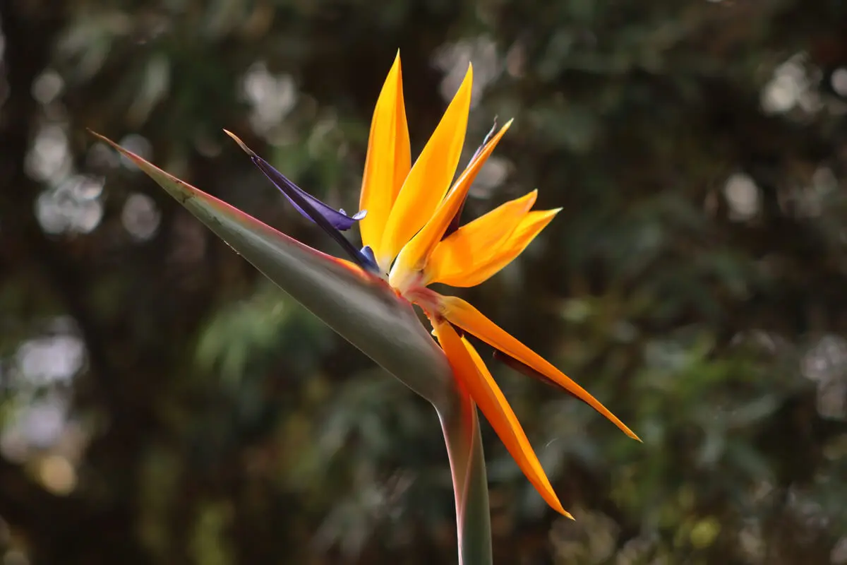 Flor de la planta ave del paraíso.