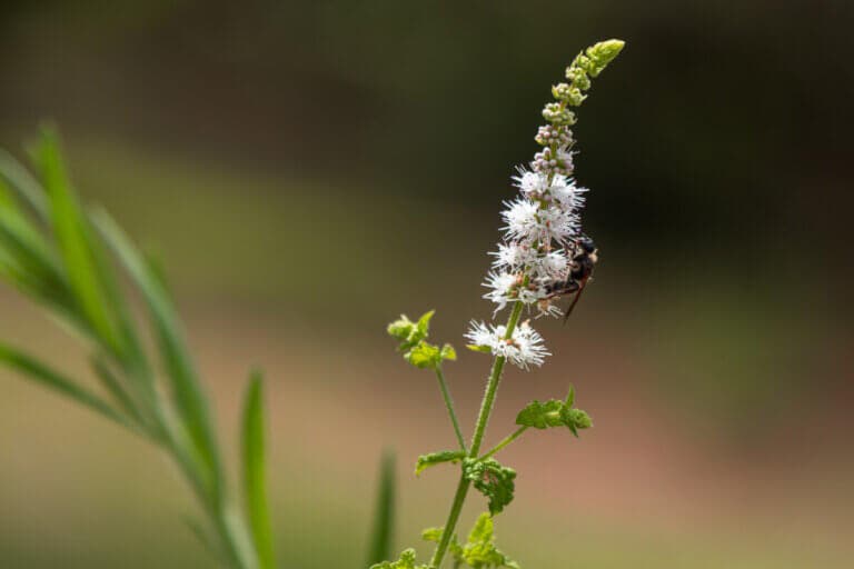 Cohosh negro: características, usos y precauciones