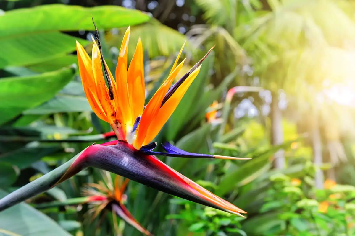Planta ave del paraíso que atrae colibríes.