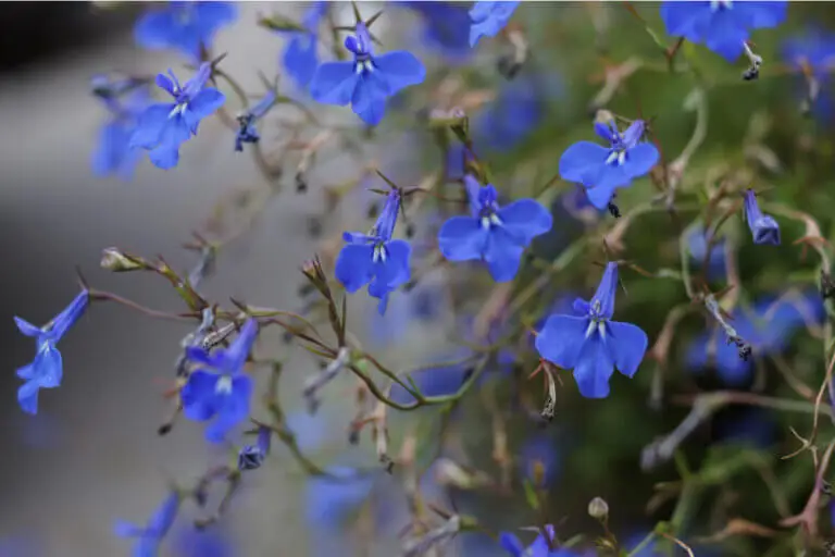 Lobelia: principales beneficios y contraindicaciones