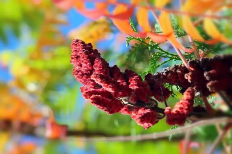 Hierba de carmín: propiedades, usos y contraindicaciones