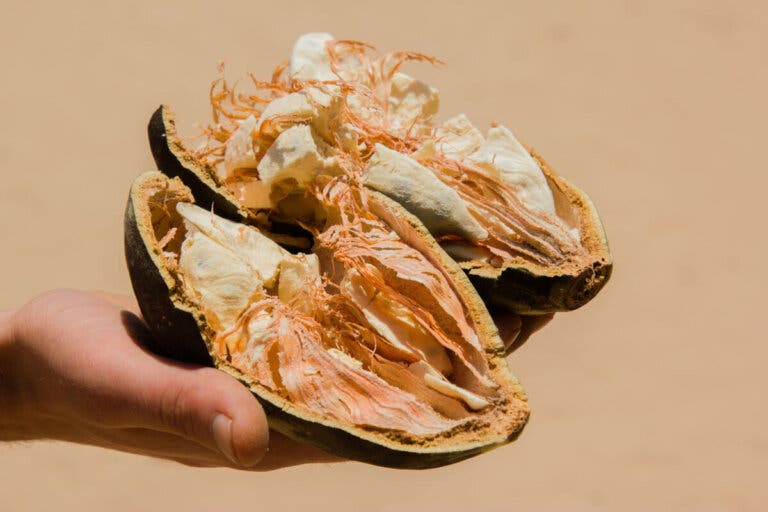 Fruto de baobab o pan de mono: características, beneficios y contraindicaciones