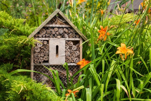 ¿Cómo hacer un hotel para insectos en casa?