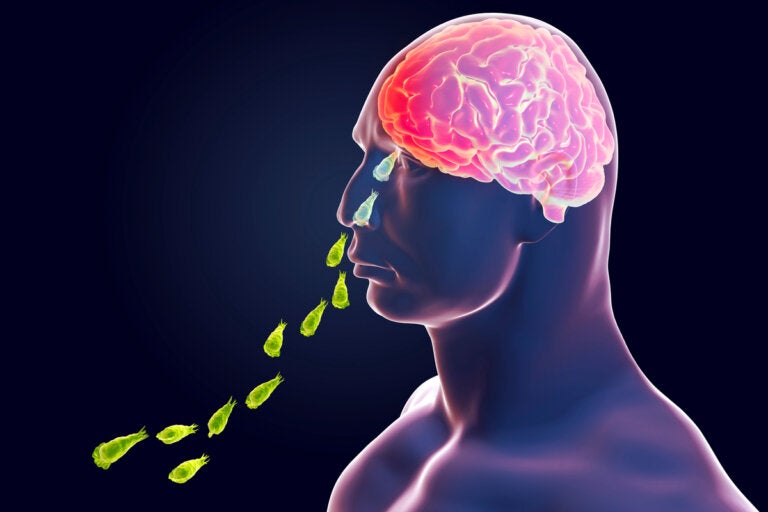 Infección por Naegleria fowleri: la ameba come cerebros