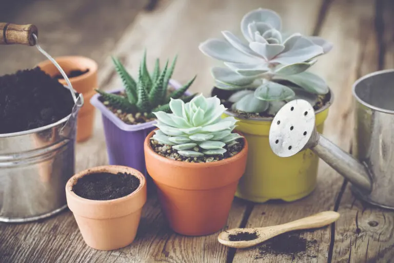 Cuidados para los cactus y suculentas en macetas