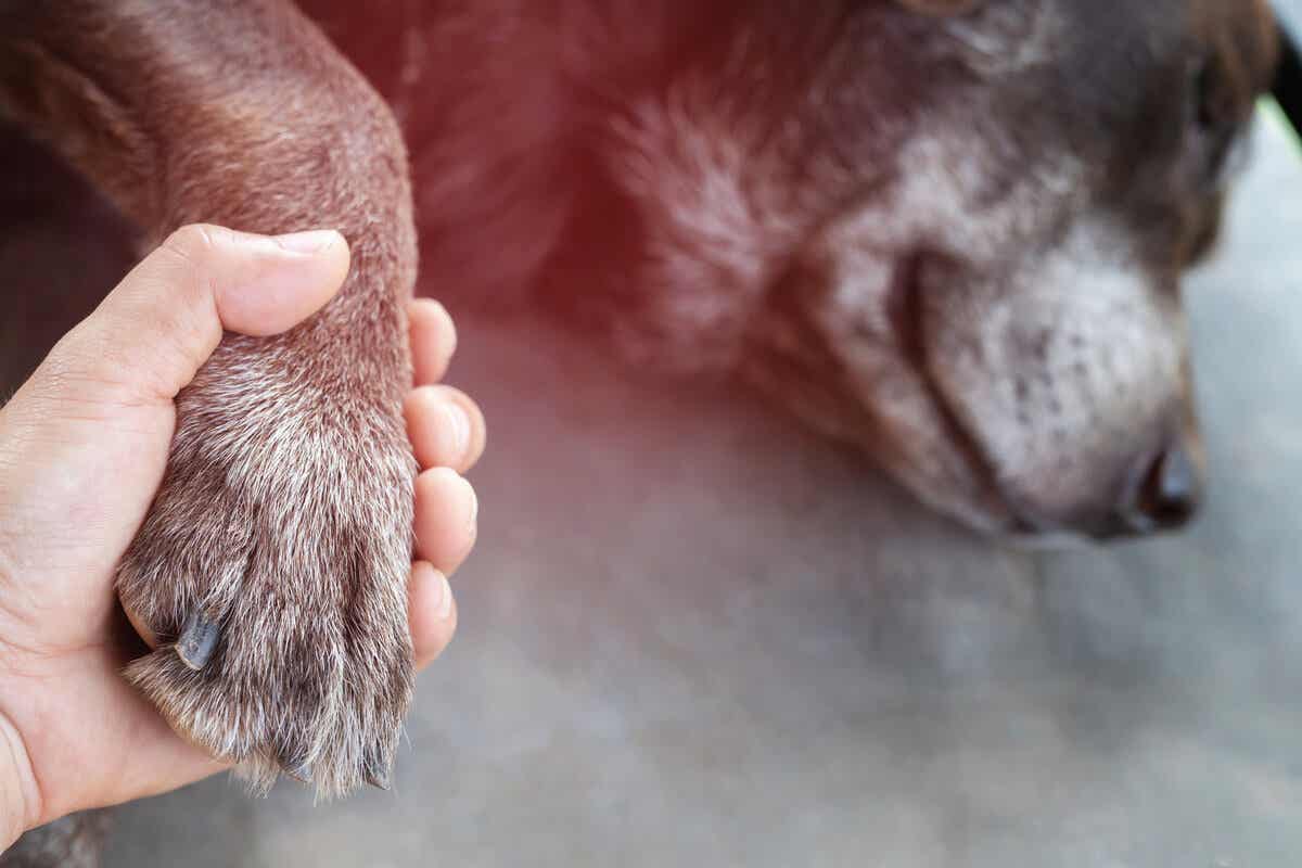 Consejos y cuidados para los últimos días de nuestras mascotas