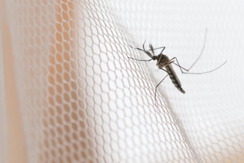 Mosquiteras: qué son, tipos y características