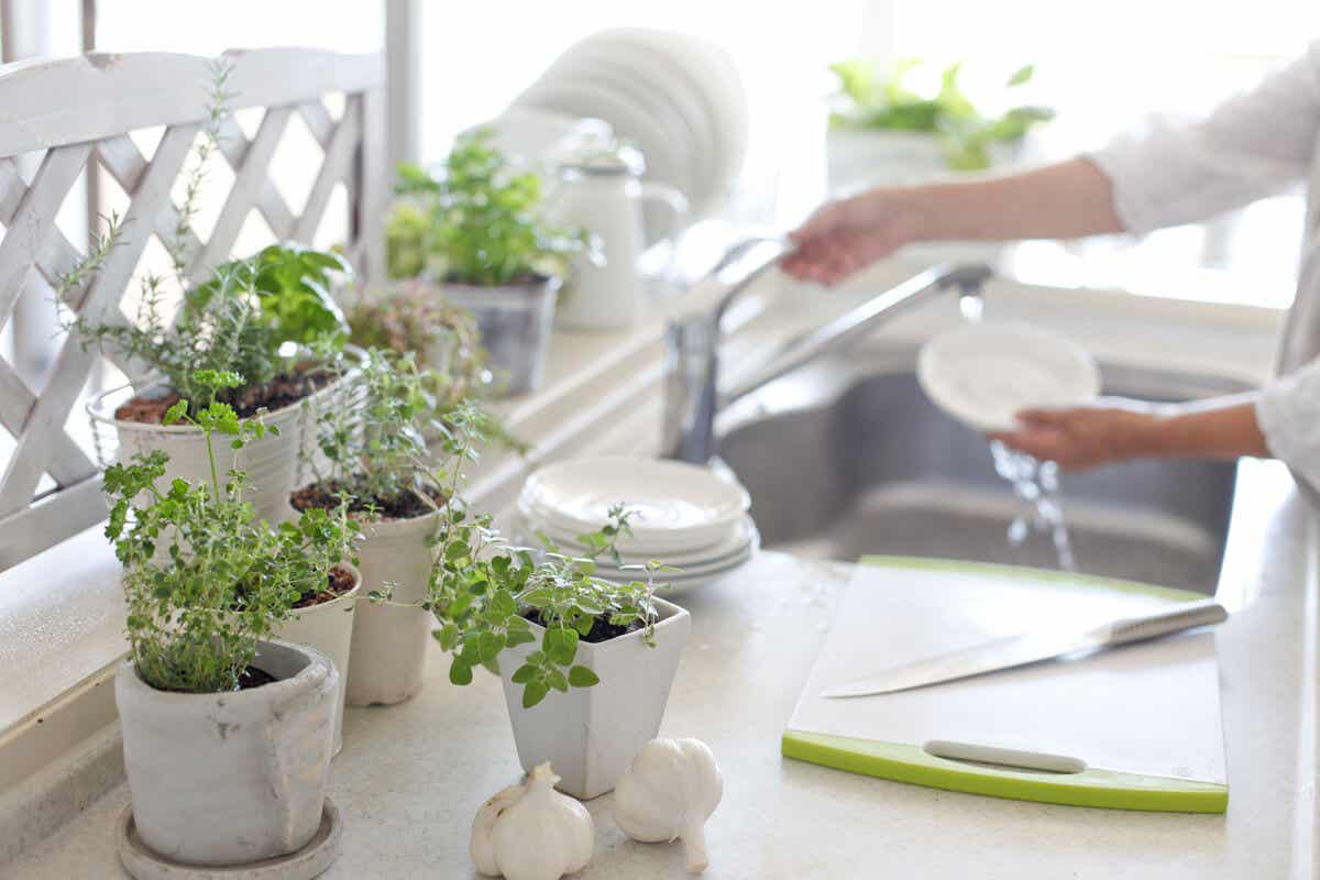 Mini plants in the kitchen