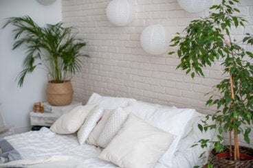 5 ideas para decorar con plantas cualquier espacio de tu casa