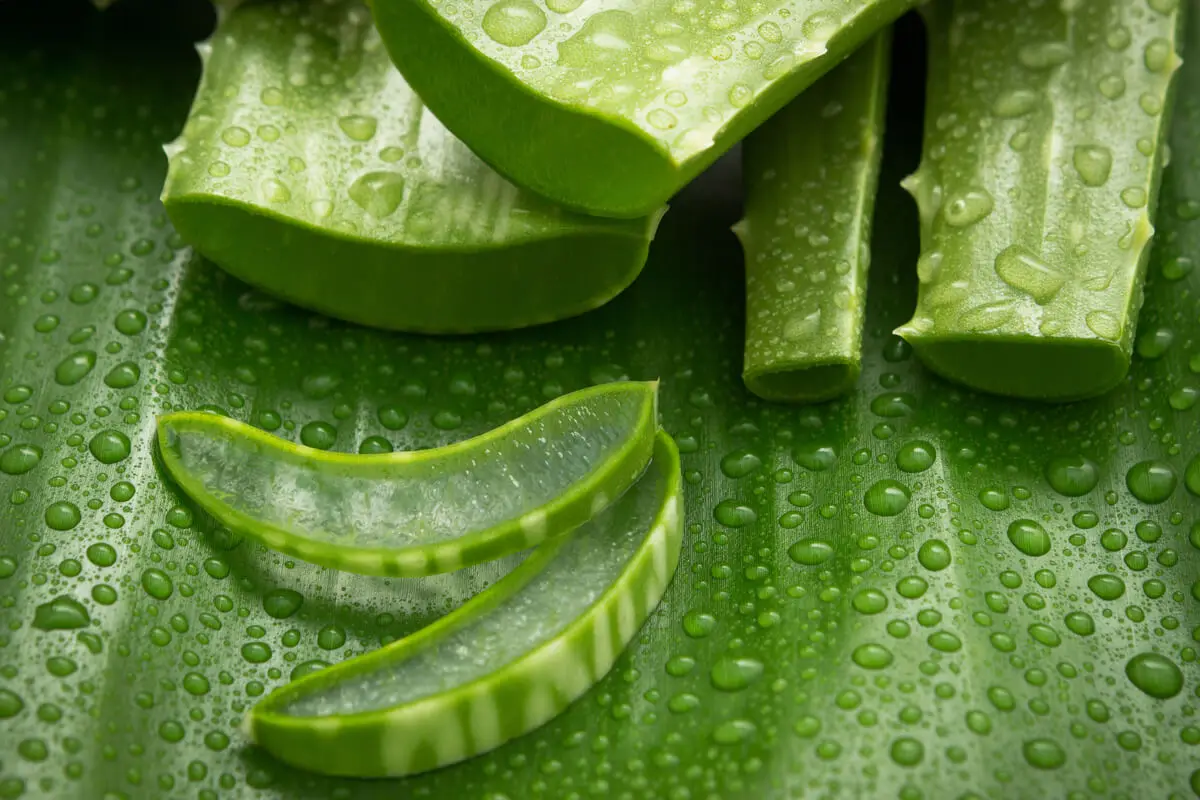 Aloe vera para las arrugas como alternativa al bótox.