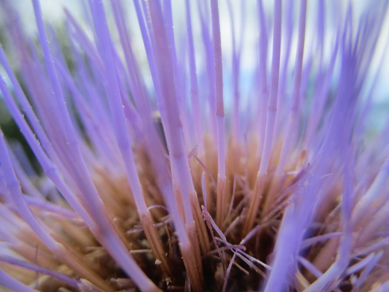 Flor escorzonera.