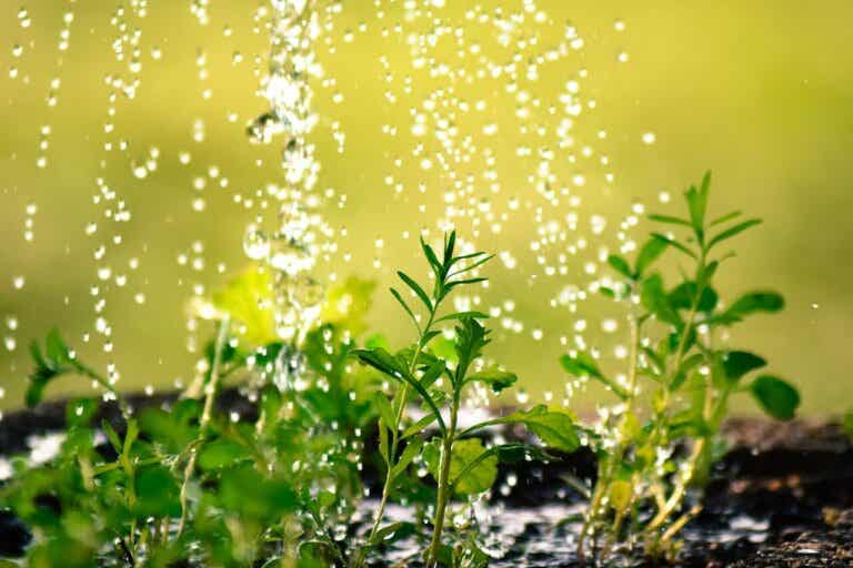 10 consejos para evitar malgastar agua en el jardín