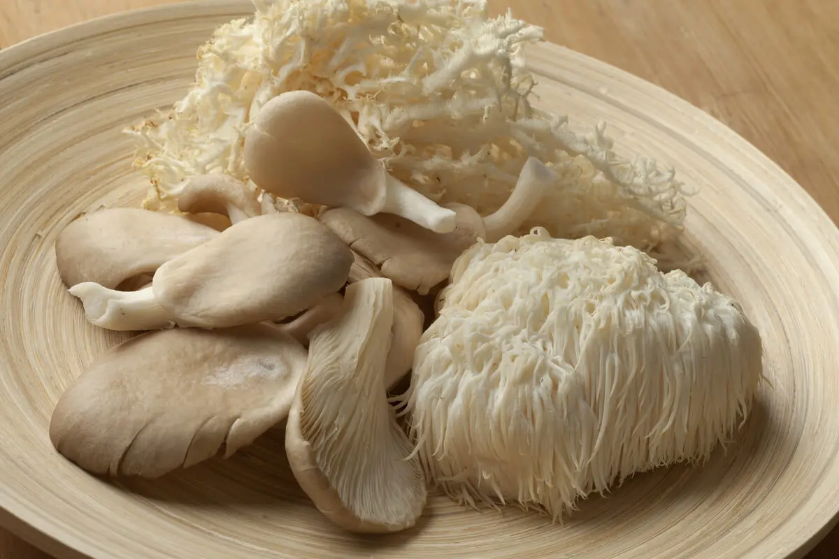 Hongo melena de león en la gastronomía.