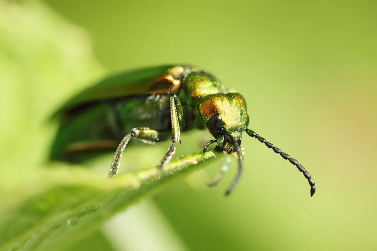 Lytta vesicata.