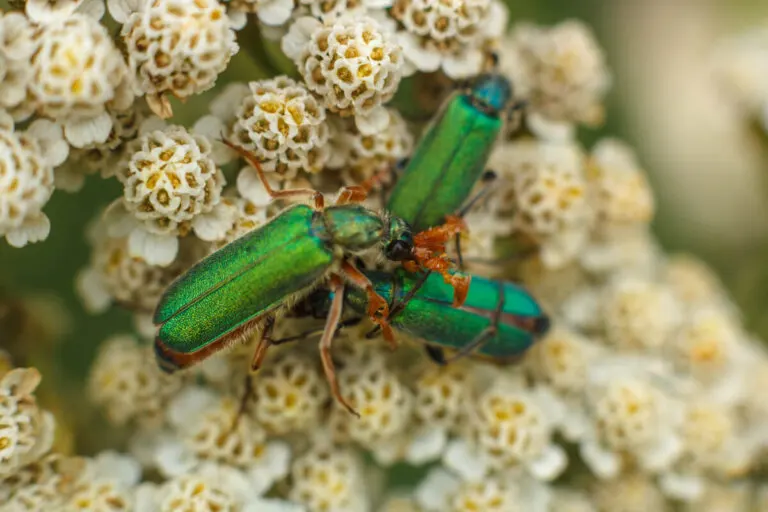 Gotas de mosca española: ¿afrodisíaco o veneno?