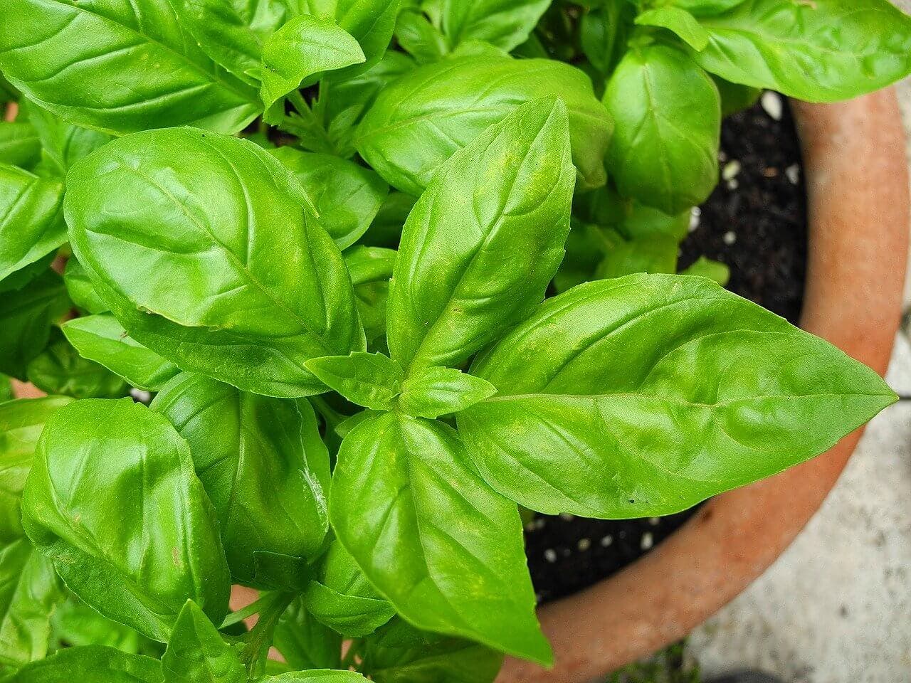 Planta en una maceta.