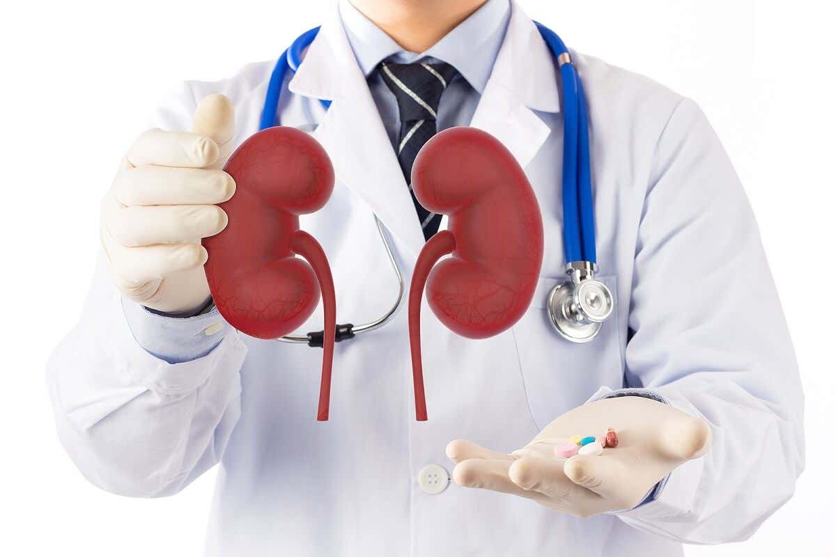 The kidneys.