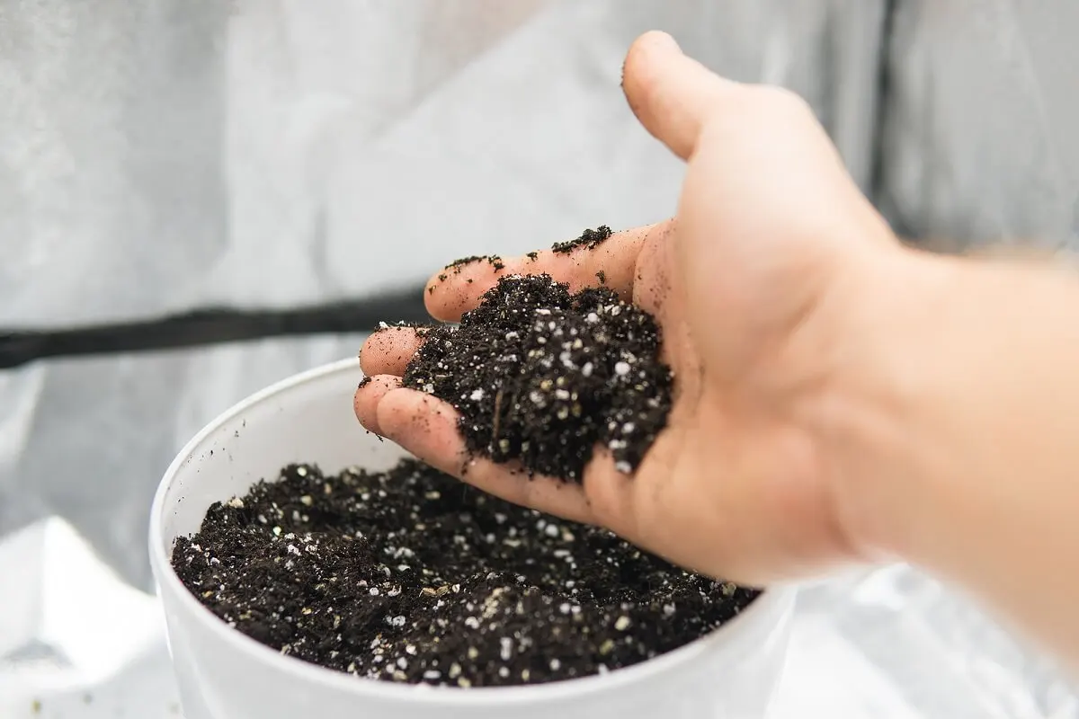 ¿Qué es la perlita para plantas?