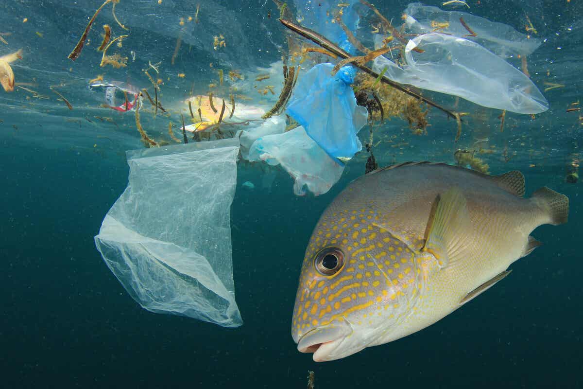 Vis zwemt door plastic afval