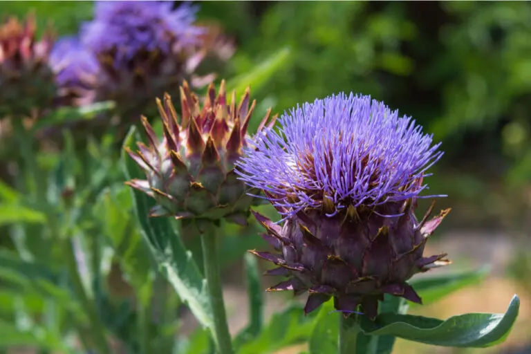 Hierba de sapo: ¿para qué sirve?