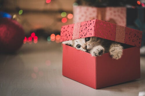 Regalar mascotas: ¿es buena idea?