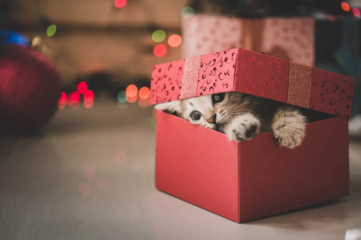 Soñar con gatos es común