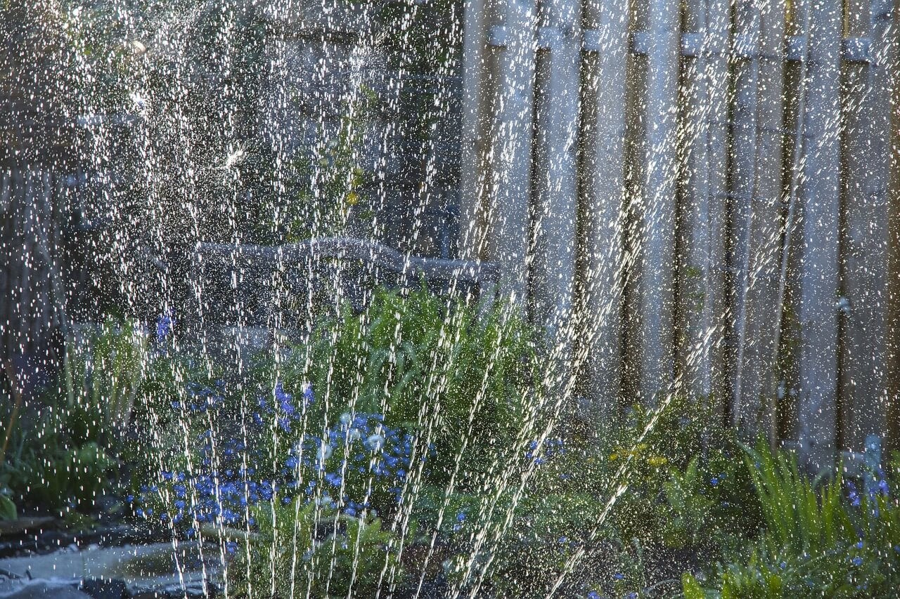 Irrigação por aspersão para florir as agazânias.