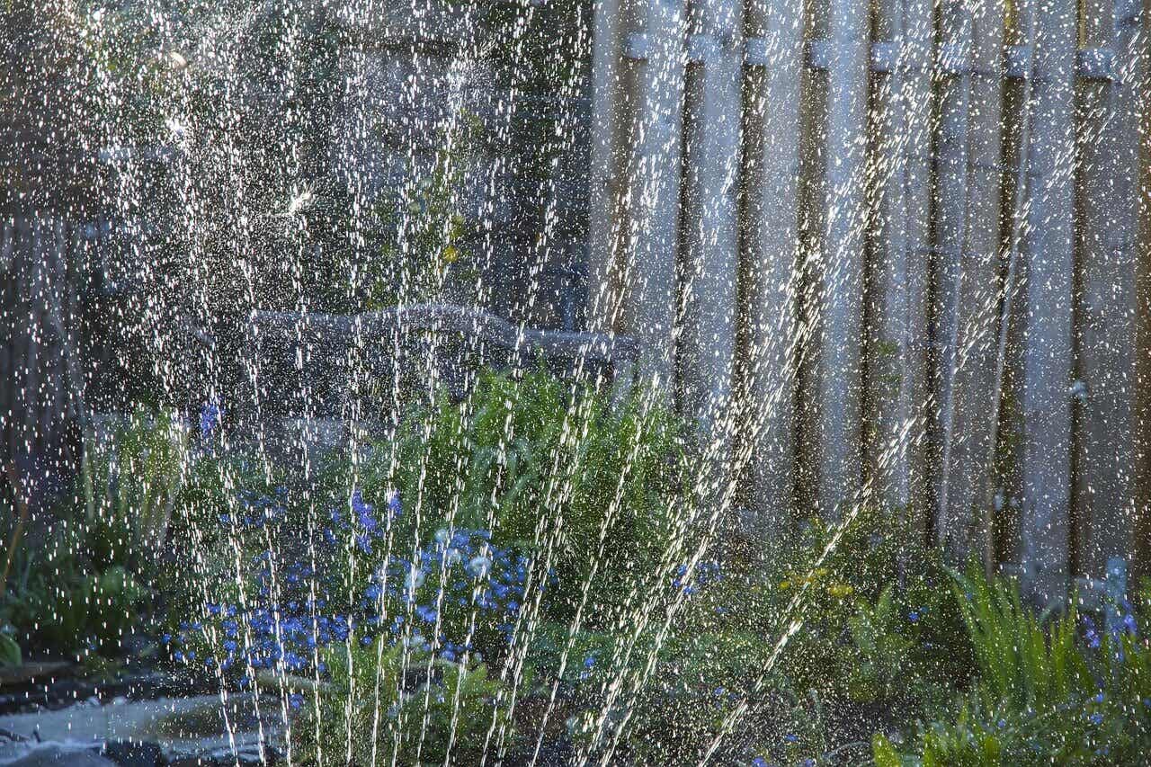 Irrigation par aspersion pour fleurir les agazanias.
