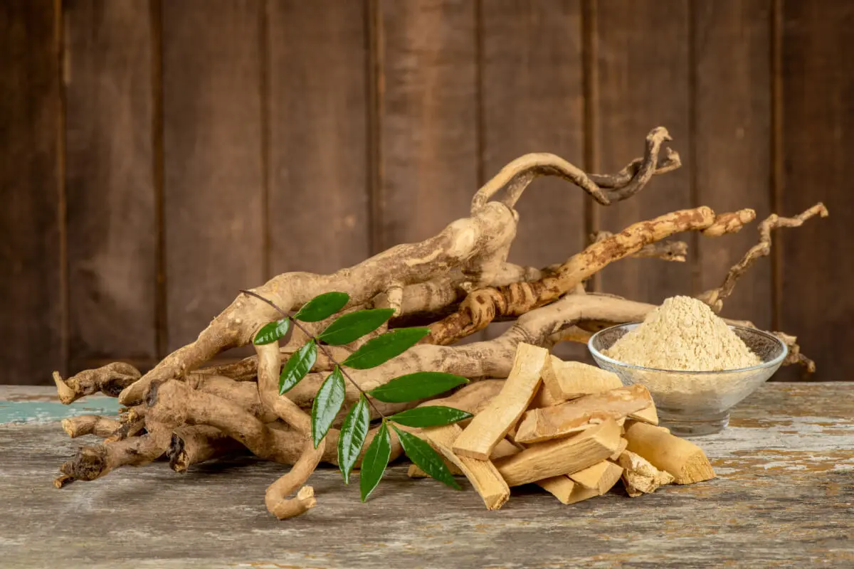 Tongkat ali es una planta ayurveda.