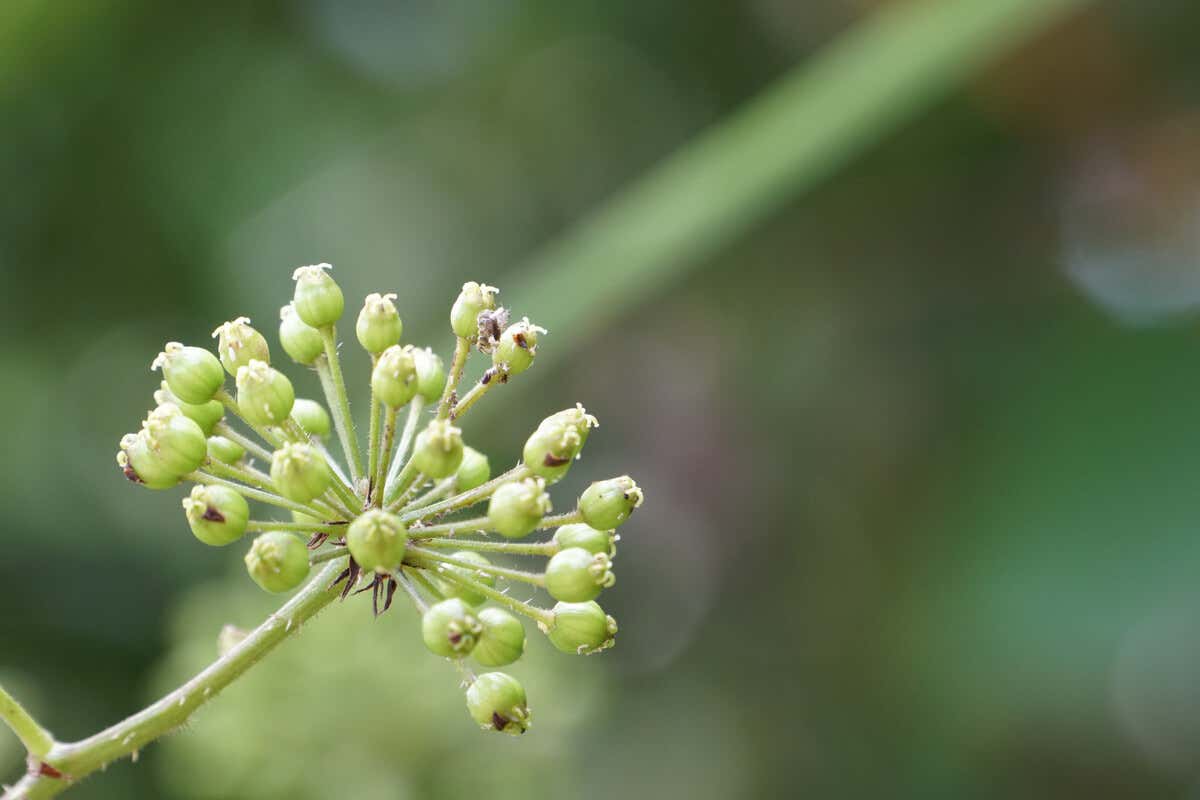 Angélica sinensis