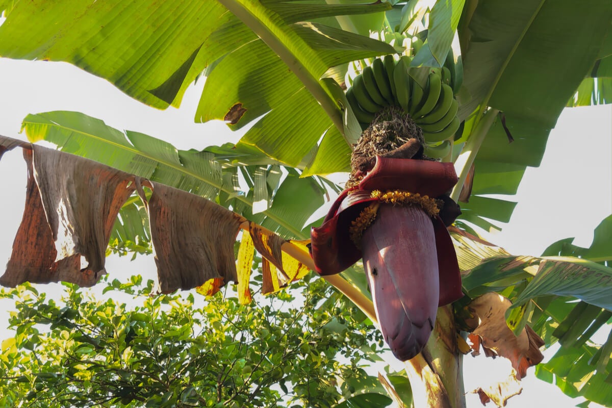 Banana azul de Java: características, origen y nutrientes