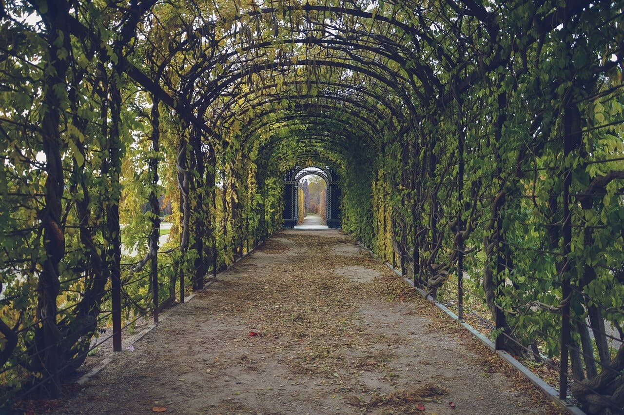 Camino de enredaderas.