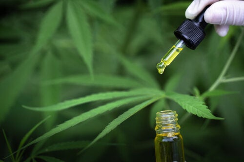 ¿Qué es el CBD y cómo se utiliza?