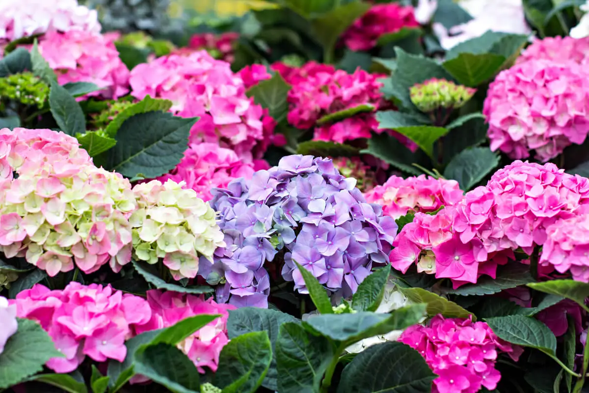Hortensias en otoño.