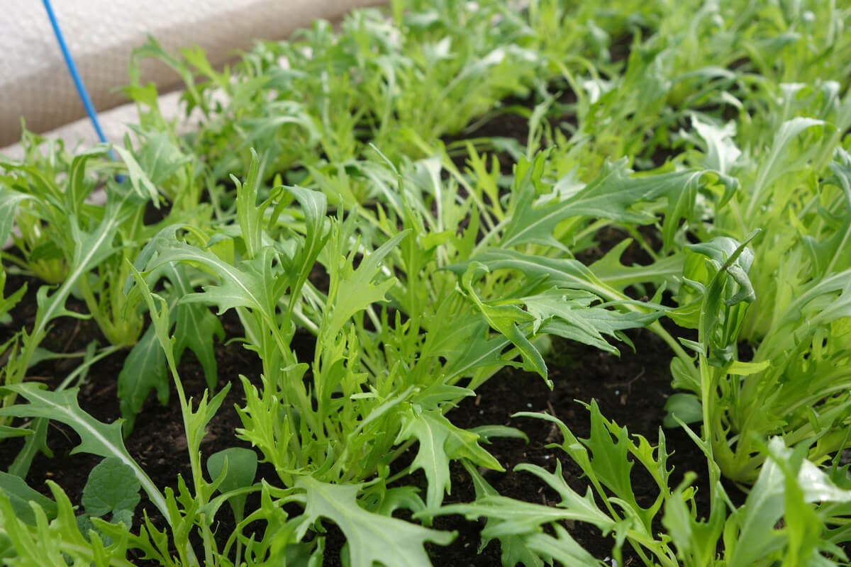 Cultivo de mizuna.