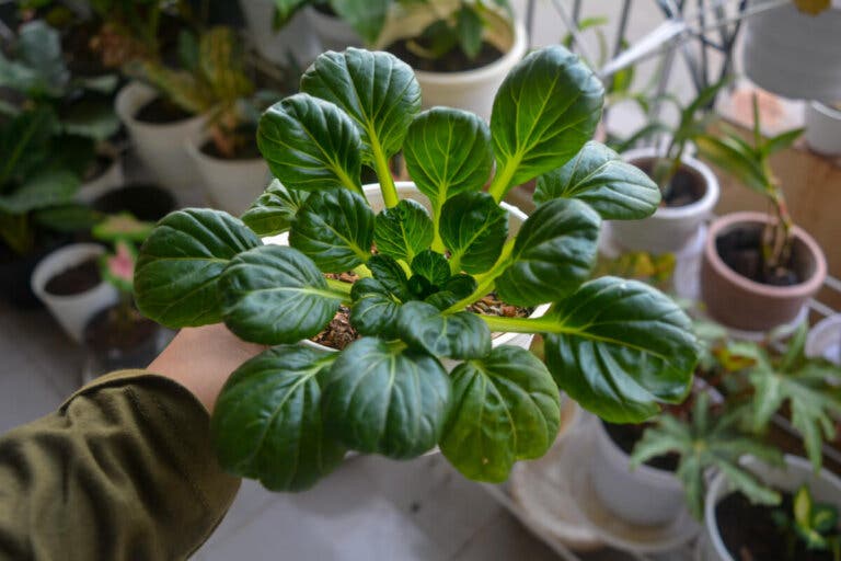Lechuga tatsoi: origen, nutrientes y receta