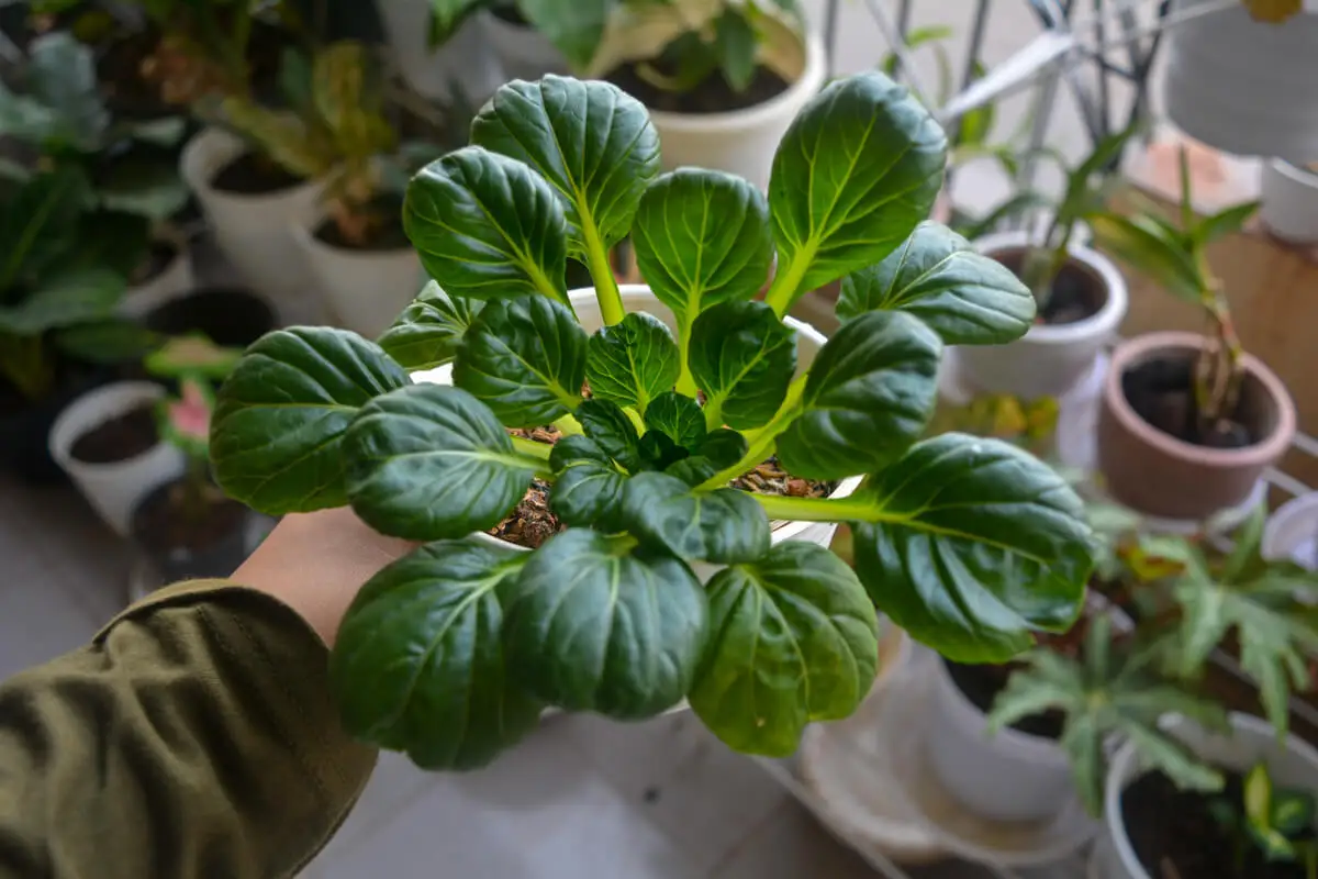 Lechuga tatsoi.