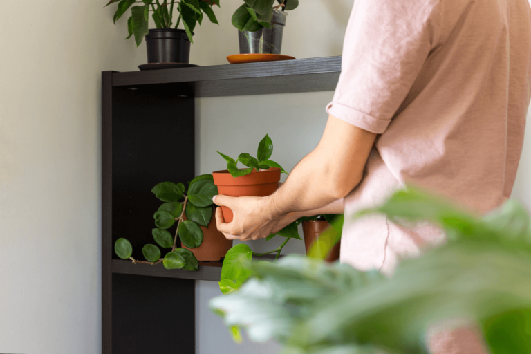 Plantas enredaderas: tipos y cuidados
